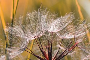 Pusteblume