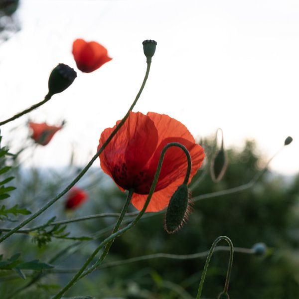 Mohn von Anita Visschers