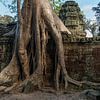 Tempelruine Ta Phrom, Angkor Region, Kambodscha von Peter Schickert