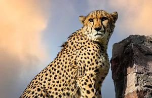 Gepard