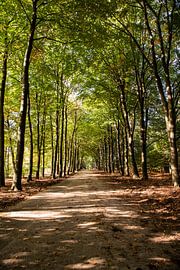 Sonnenschein 6 - Herbst in Hoenderloo von Deborah de Meijer