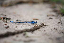 Libelle. by Eelco Warmerdam