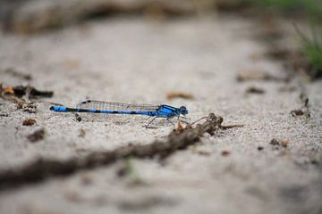 Libelle. by Eelco Warmerdam