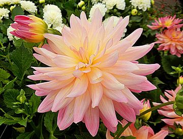 Roze chrysant bloeit van Dorothy Berry-Lound
