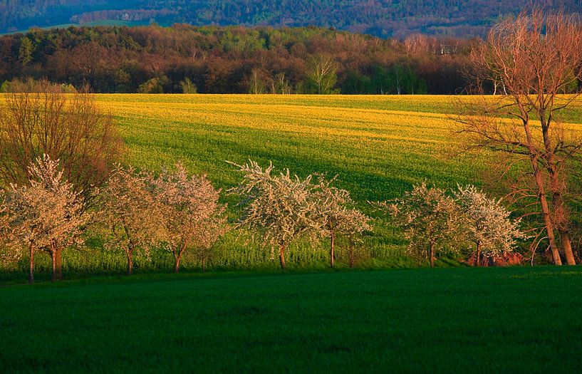 Spring Evening Upper Lusatia by Thomas Jäger