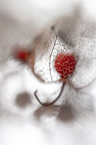 Lantern plant 1