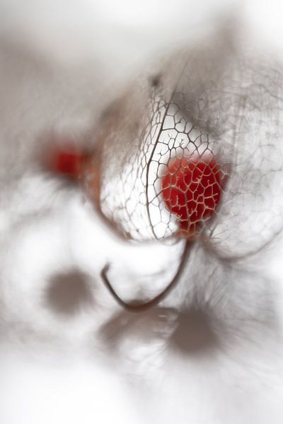 Lantern plant 1 by Patricia van Kuik