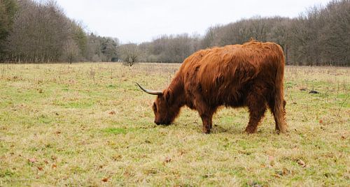 Schotse Hooglander in het Amsterdamse bos