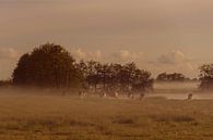 Early morning mist #2 van Anita Meis thumbnail