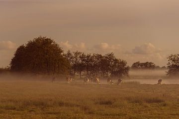 Early morning mist #2 van Anita Meis