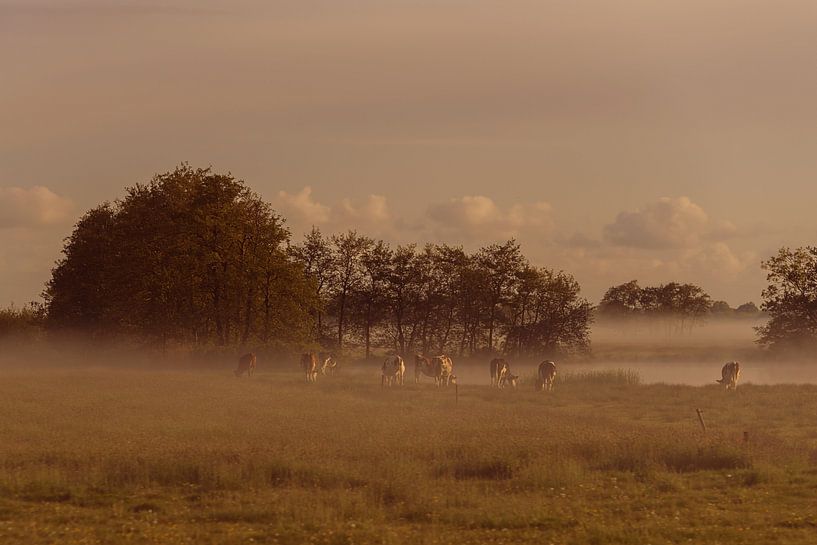 Brouillard matinal #2 par Anita Meis