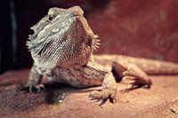 Little dragon