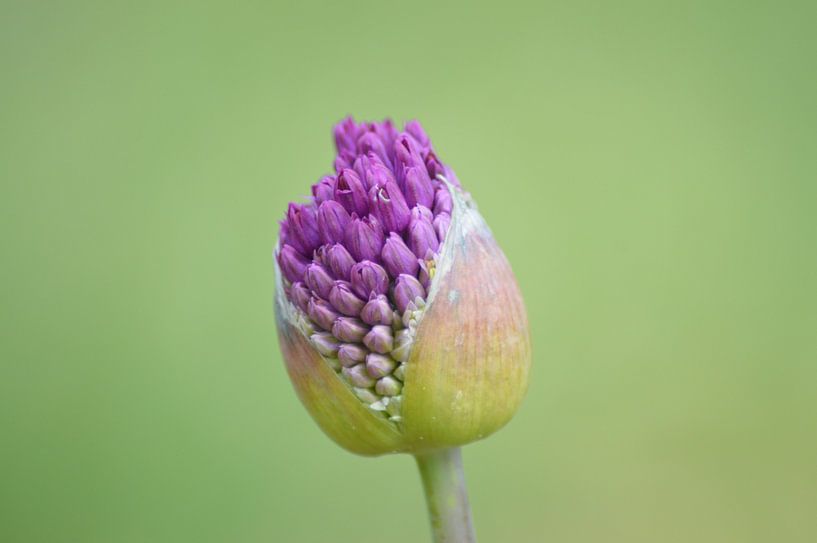 Purple by Frank Schneider