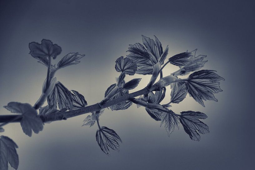 Blühende Blätter... von Rudi Everaert