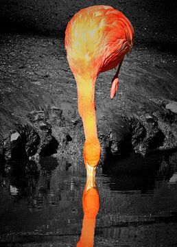 Kussende flamingo van Maickel Dedeken