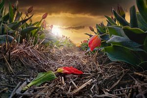 Holländische Tulpen im Frost