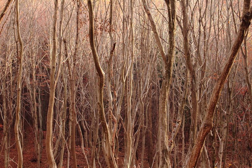 Woods by Assia Hiemstra