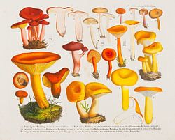 Boleten, J.V. Krombholz