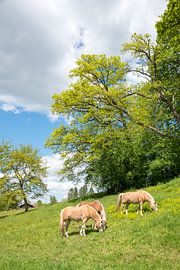 three haflinger horses grazing on lush green pasture, sunny spri by SusaZoom