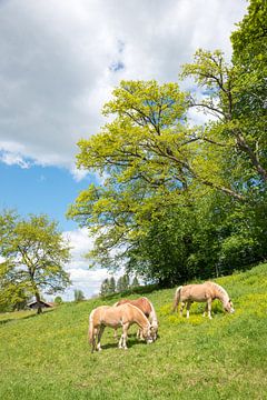 drie haflinger paarden grazen op een weelderige groene weide, zonnige spri van SusaZoom