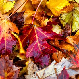 Herbstfarben, grüne Blätter färben sich rot, gelb von Jolanda de Jong-Jansen