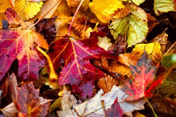 Autumn colours, green leaves turning red and yellow by Jolanda de Jong-Jansen