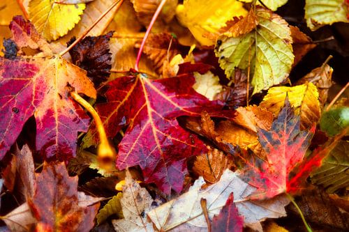 Herfstkleuren, groene bladeren kleuren rood, geel