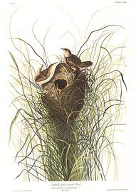 Nuttall's Lesser-Marsh Wren