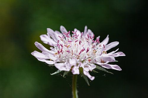 Beemdkroon, Knautia arvensis
