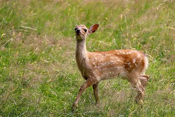 Cute fawn by Heike Hultsch