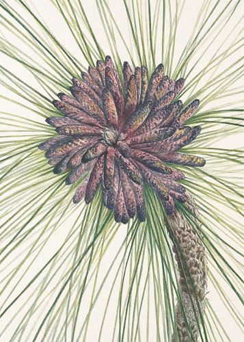 Longleaf Pine From North American Wildflowers (1925) By Mary Vaux Walcott.