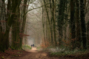 Wandelaars in het bos