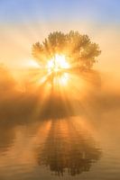 Sunbeams illuminate a tree during a beautiful sunrise in the mist