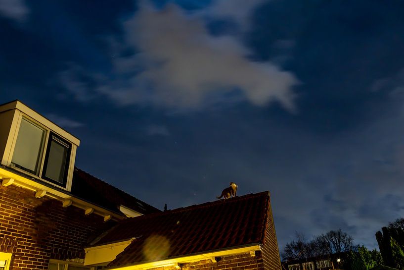Cat on a rooftop by Erwin van Eekhout
