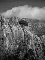 Lone tree on the rocks near Guadalest