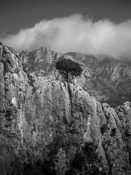 Lone tree on the rocks near Guadalest by Captured Created by Cathleen
