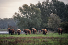 Schotse Hooglander - Samen sterk van SR Blaauw