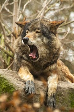 klaffender Wolf mit geschlossenen Augen, der faul auf einem Stein liegt von Margriet Hulsker
