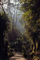 The path of silence