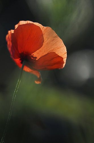 Klaproos in het tegenlicht