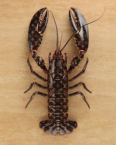 Designer lobster van Rene Ladenius Digital Art