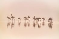 Flamingos dans la brume, Jeffrey C. Sink par 1x Aperçu