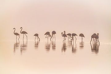 Flamingos in de mist, Jeffrey C. Sink van 1x