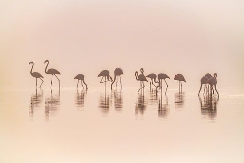 Flamants roses dans la brume