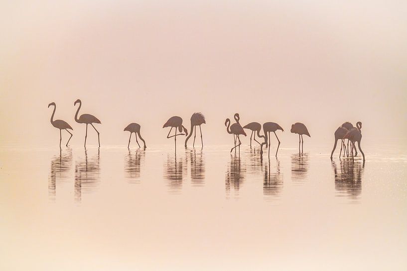 Flamingos dans la brume, Jeffrey C. Sink par 1x