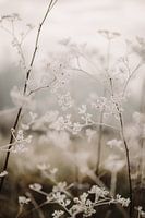Macro photo - Ice on flower 2