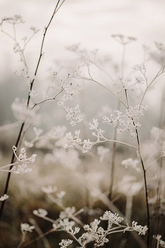 Macro photo - Glace sur la fleur 2