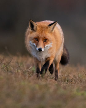 Fuchs