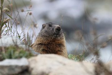 Marmot in Cervinia Wildlife Aostadal Italië van Frank Fichtmüller