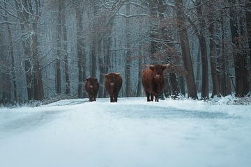 Highland Cows van Tom Derwort Photography